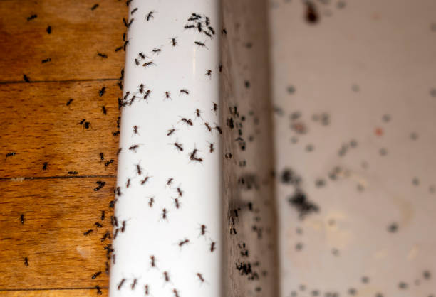 Best Insect Control  in Cedar Hill, TX